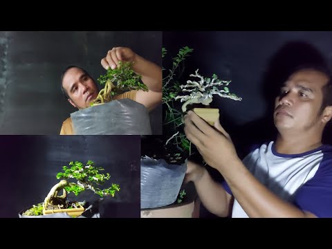 MICRO BONSAI PAANO KA GINAWA. #bonsai #bonsaitree #bonsaicare #bonsailovers #gardens