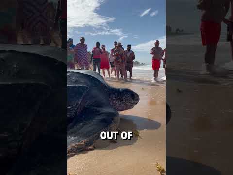 Giant leatherback sea turtle shows up on beach! 😮🐢  -  🎥 BVIRAL / mikesudi16 / karibinyaralas