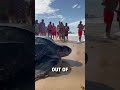 Giant Leatherback Sea Turtle Shows Up On Beach BVIRAL Mikesudi16 Karibinyaralas
