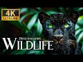 Diverse Ecosystems Wildlife 4K 🐯 Discovery Calm Film with Sweet Relaxing Music & Nature Video