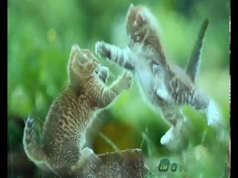 Dennis Sheperd & Sylvia Tosun - We Are (Maratone vs. XiJaro & Pitch Remix Edit)