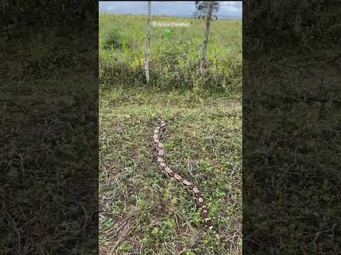 Vídeo  de um cobra no Riacho Fundo em Arara PB