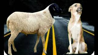 Download lagu Animals sound Cute SMS tone || notification ringtone love message ringtone SMS Ringtone part 38 mp3