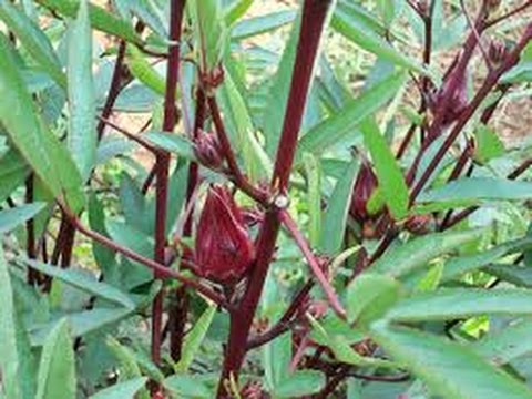 roselle tea fogyás