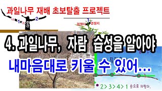 과일나무 재배 초보탈출프로젝트 4.과일나무도 나무, 나무자람 습성을 알아야 제대로 키운다. -(과일나무재배,…