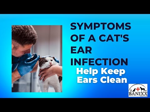 Symptoms Cat Ear Infections