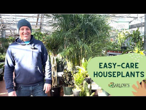 Barlow's TV [Episode 118] Easy-Care Houseplants
