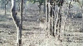 preview picture of video 'Panna tiger reserve || Seen a '