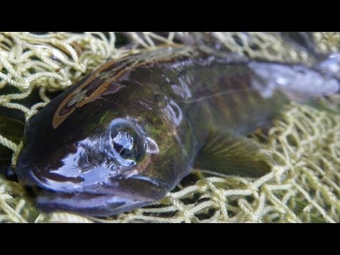 Head Water for Char on Dry Fly, Early Summer in Japan