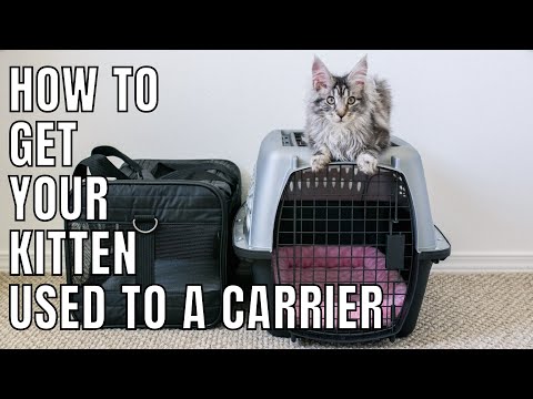 How to Get Your Kitten Used to a Carrier