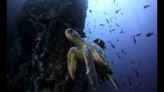 MOBY - The Whispering Wind ( EcologicalMind )