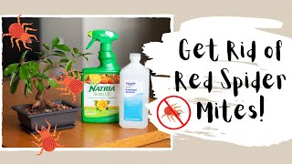 How to Get Rid of Red Spider Mites on Plants - Red Clover Mites on Plants