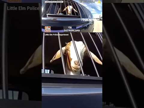 Texas goat arrested, officer even ‘Mirandizes’ him! #shorts #foxnews #animals