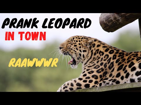 THE BEST FAKE LEOPARD PRANK  IN TOWN!!