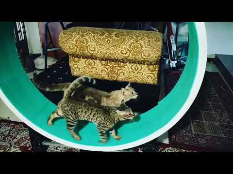 Bengal Cat Exercise