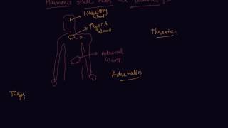 Hormones Other than the Sex Hormones | Class 8 Biology Reaching the Age of Adolescence