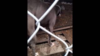 preview picture of video '2 BLUE NOSED PITBULLS GET STUCK, DAY 2'