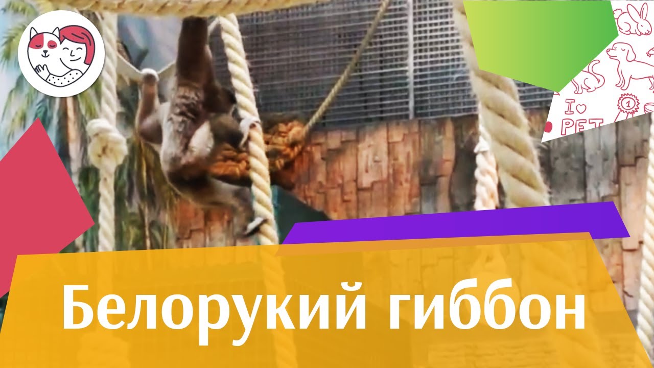 Белорукий гиббон Внешний вид на ilikepet