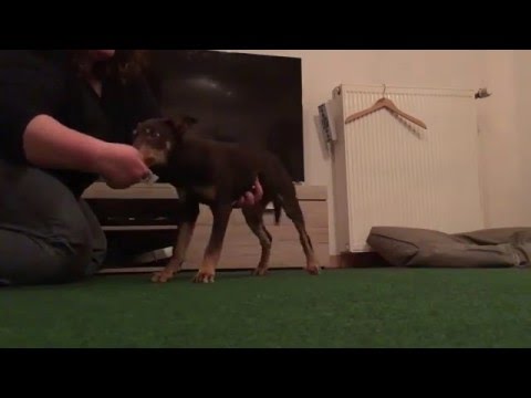 RTClickern Smartworkers Canku #VetCheck 14,5 Wochen