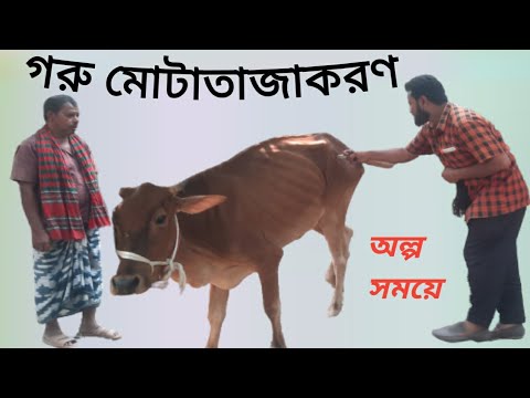 , title : 'গরু মোটাতাজাকরণের সঠিক নিয়ম| Proper method of fattening cows|@krisikhamar'