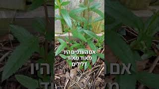 איך ניתן לעזור לצמחים חלשים או לכאלה שנשתלו בתזמון לא מתאים
