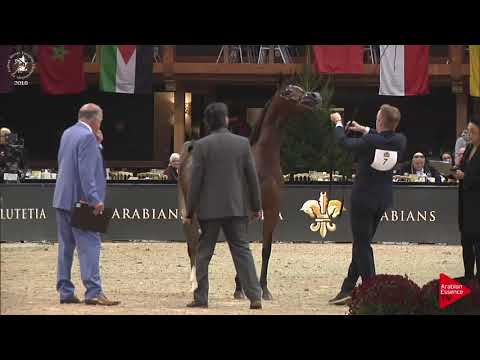 N.7 BANDAHLEEZA ZB - Lier 2018 - Yearling Fillies (Class 1A)