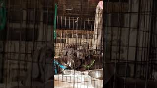 Neapolitan Mastiff Puppies Videos