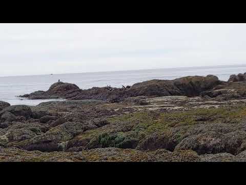 NB2021 Dinosaur Food