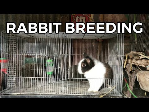 Rabbit Breeding