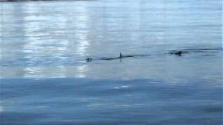 Sailing past a Basking Shark close up. Outer Hebrides, Scotland