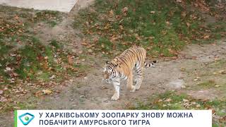 Апартаменти Єлисея: у Харківському зоопарку знову можна побачити амурського тигра