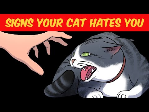 10 Signs Your CAT really HATES you