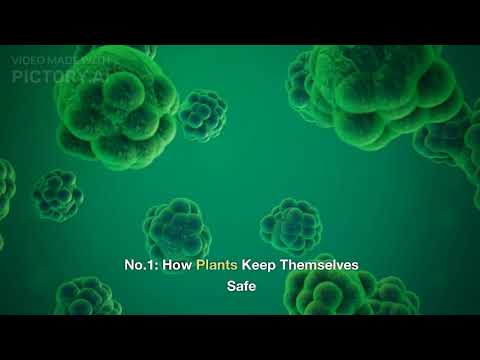 Do plants and animals have immune cells?