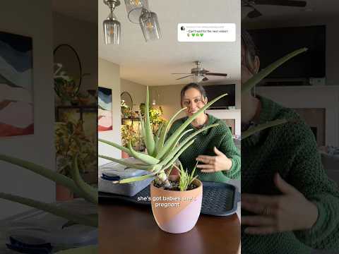 Part 2: Fixing a leaning aloe and propagating! #aloevera #plantcaretips #aloeplant