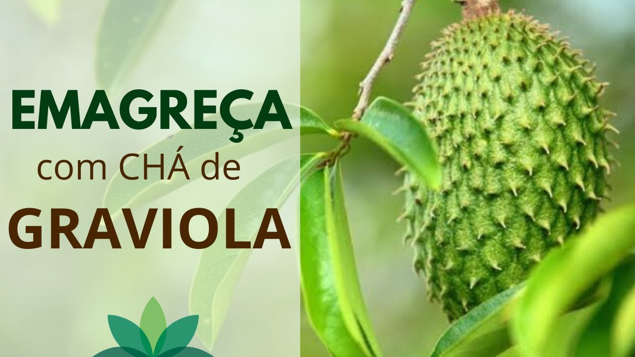 EMAGREÇA com o chá da folha de GRAVIOLA