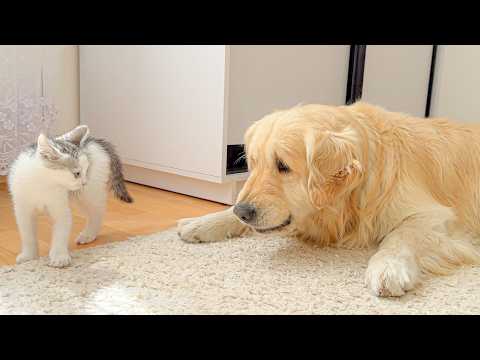 YouTube 썸네일