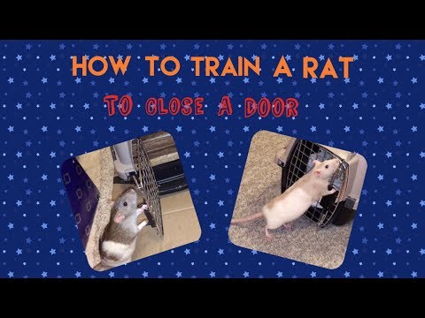 How To Train A Rat To Close A Door