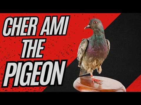 Cher Ami: The Pigeon Hero Who Saved a Battalion in World War I
