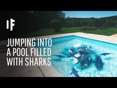 What Happens If You Fall Into a Pool Full of Sharks?