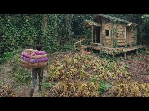 Returning to my house in forest after a year, renovated the house, the electricity, built a garden