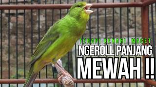 Download lagu Kenari GACOR ngeroll PANJANG AMPUH untuk PANCINGAN & MASTERAN Kenari PAUD cepat BUNYI !! mp3