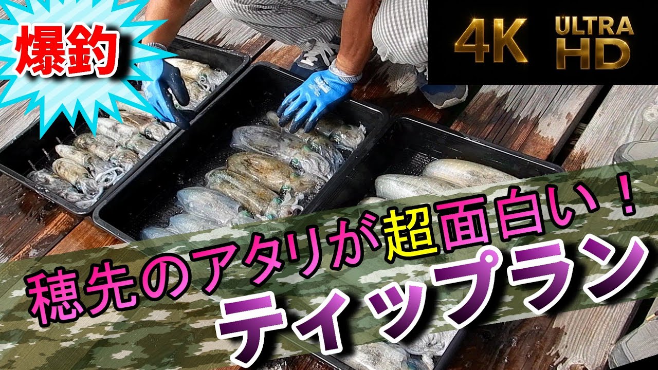 穂先のアタリが超面白いティップランエギング！【4K高解像度👁】