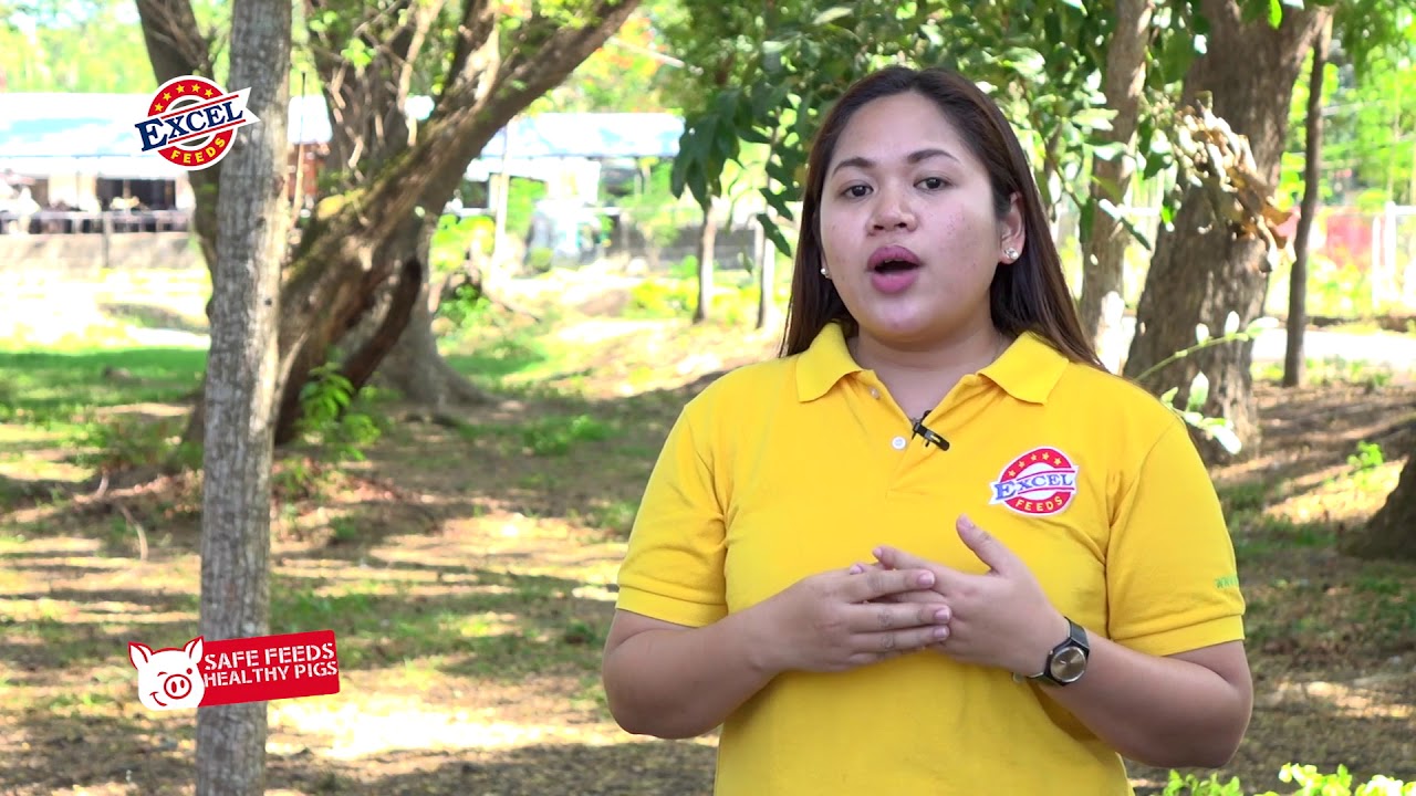EXCEL FEEDS: Safe Feeds Healthy Pigs EP4