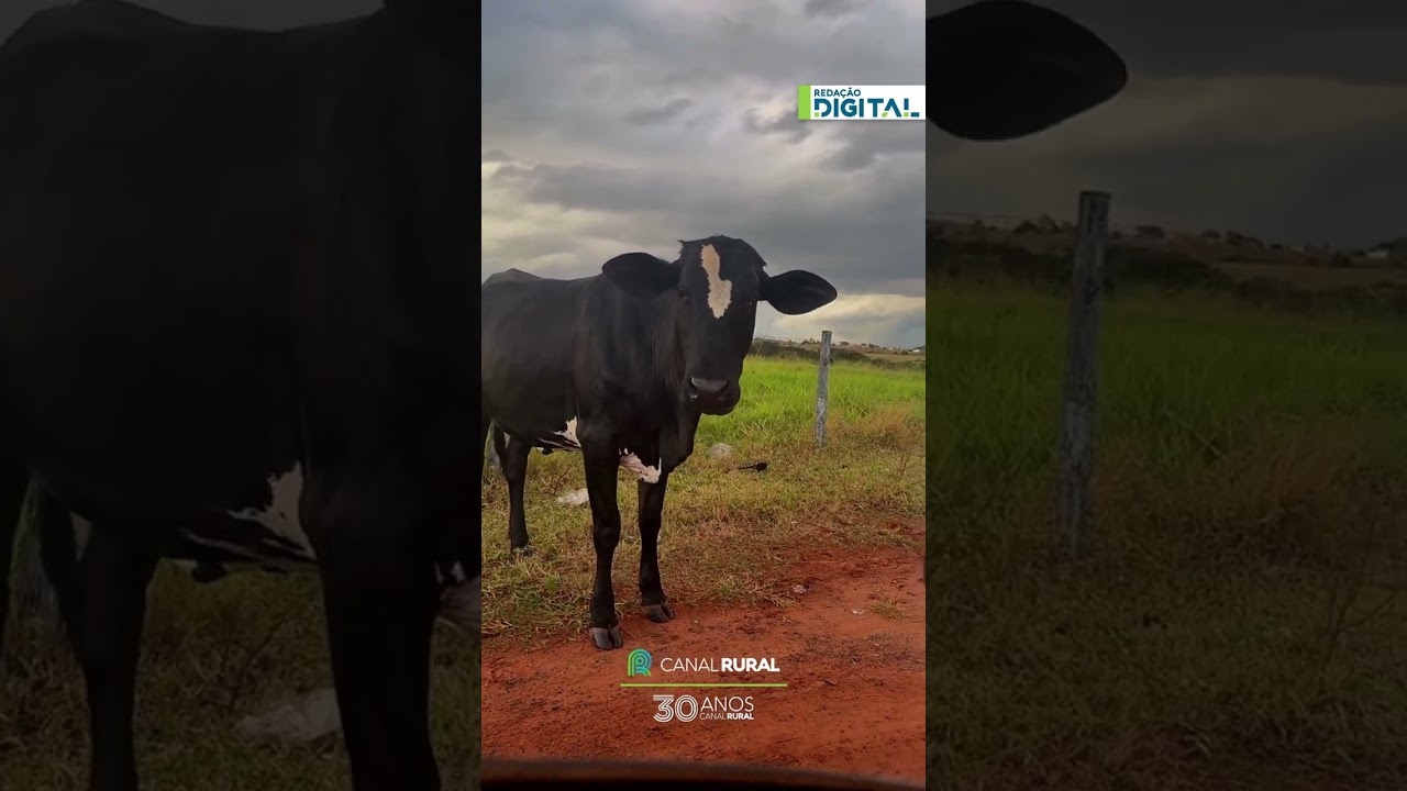 Pedágio da fazenda! Vacas "barram" carro e mãe identifica parentes pelo caminho