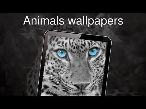 Animals wallpapers 4K Video