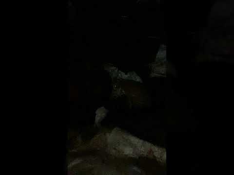 Pisach cat live video