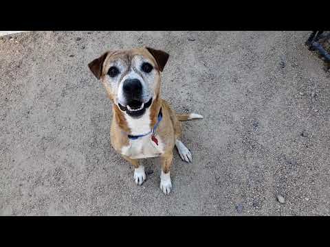 TERRENCE, an adopted Pit Bull Terrier Mix in Phoenix, AZ_image-1