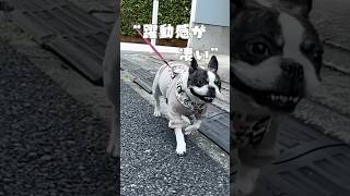 躍動感が凄い