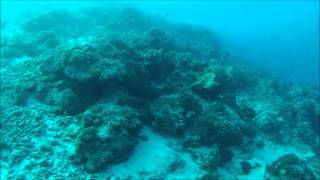 preview picture of video 'Diving Matemwe - Zanzibar - June 2012'