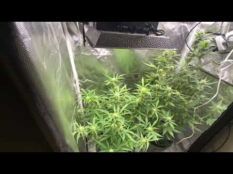 Breeder Battle Ep5| Chicken & Waffles vs Moon Fog